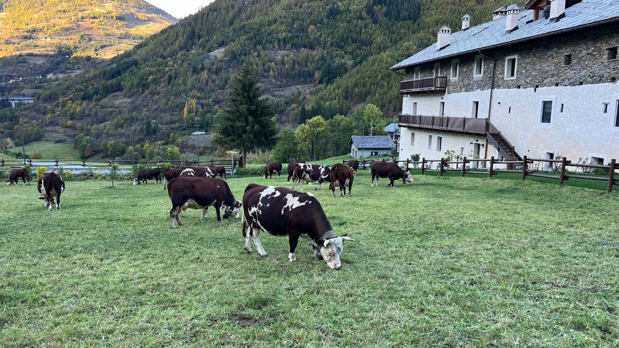 Maison Marcoz - Appartamenti Vacanze Étroubles Extérieur photo